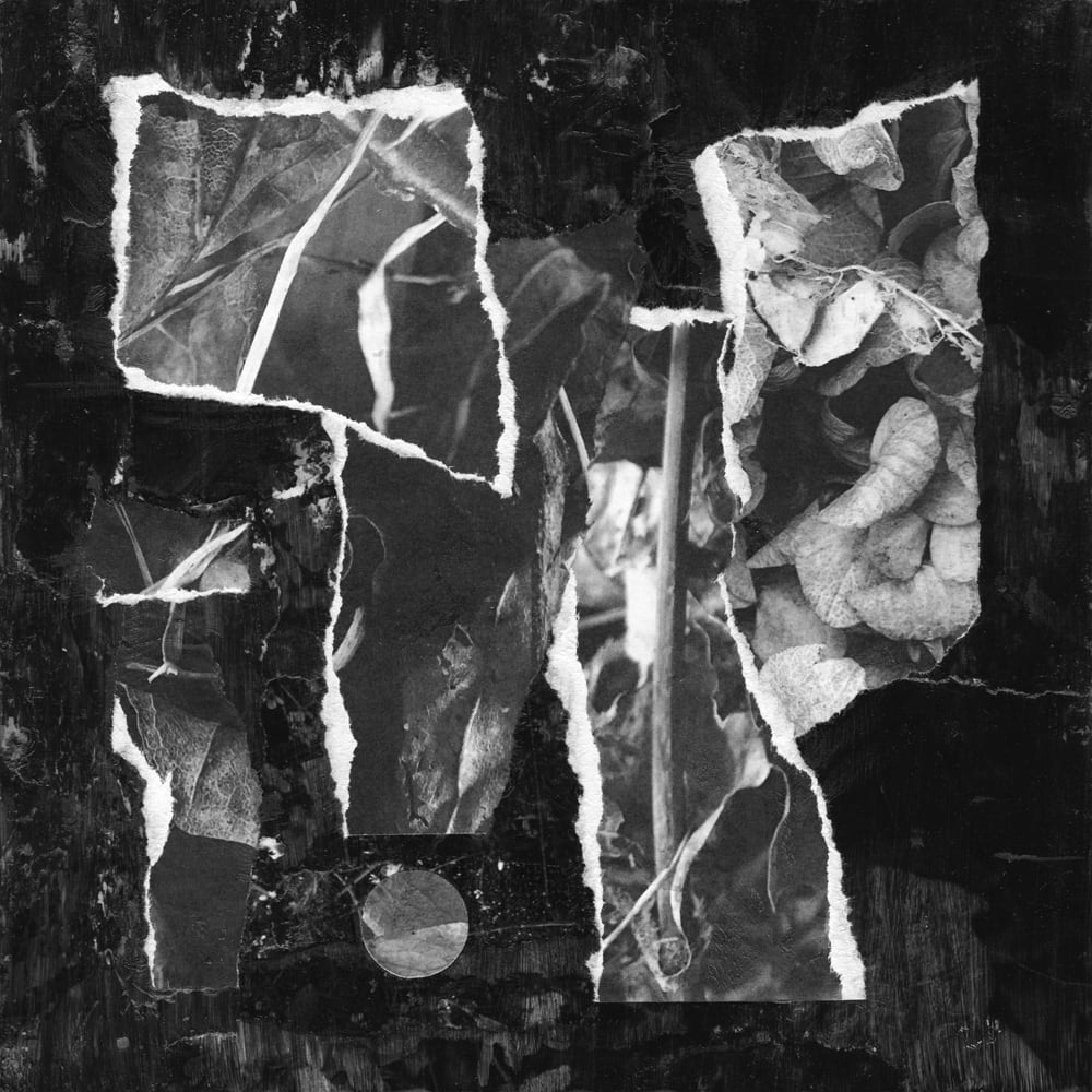 Black-and-white collage of torn leaf and twig photographs with bright ragged edges on black.