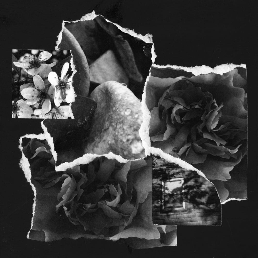 Black-and-white collage of torn flower and textured photographic fragments on black.