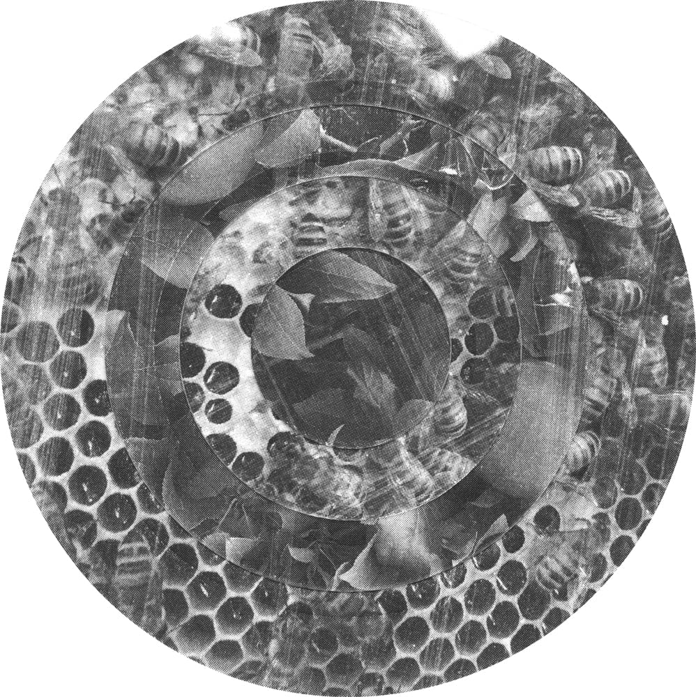 Circular black-and-white collage of mesh, rounded cells and leaf fragments in concentric rings.