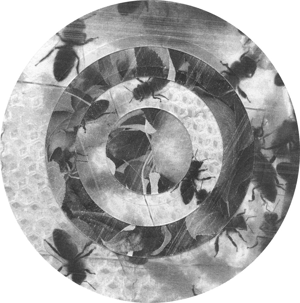Concentric black-and-white rings assembled from leaf photographs and textured fragments.