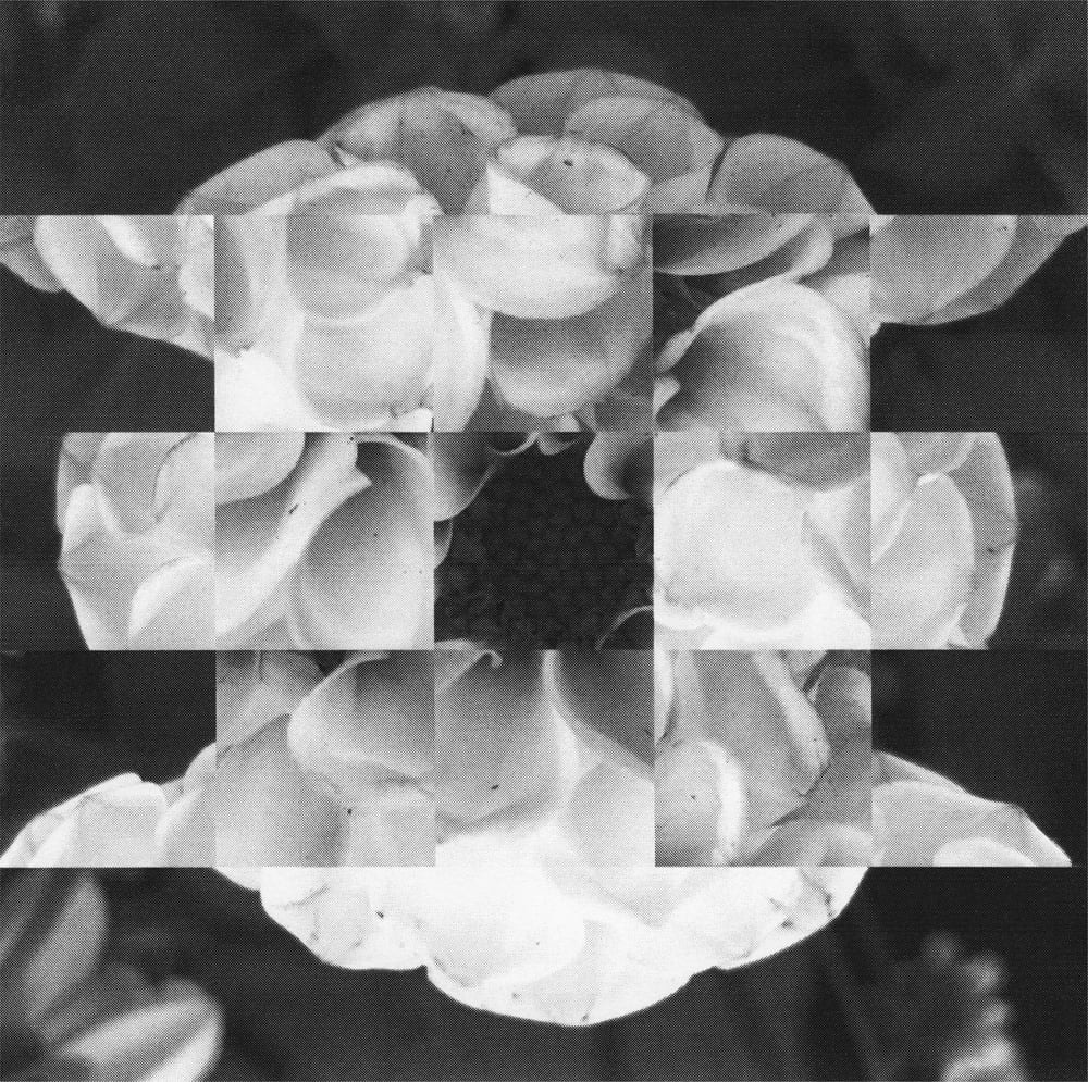 Black-and-white flower photograph cut into offset rectangular strips and tiles.