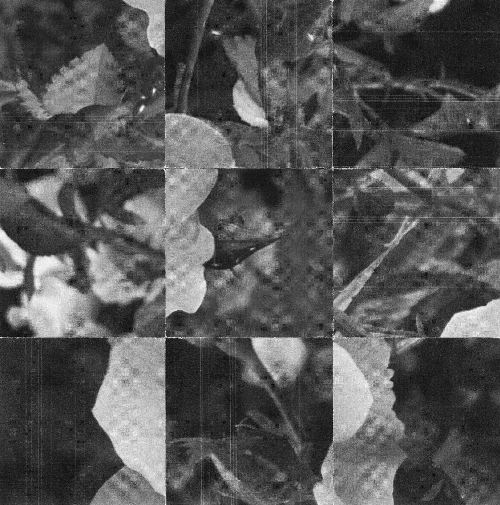 Black-and-white grid collage combining flowers, leaves and branching stems.