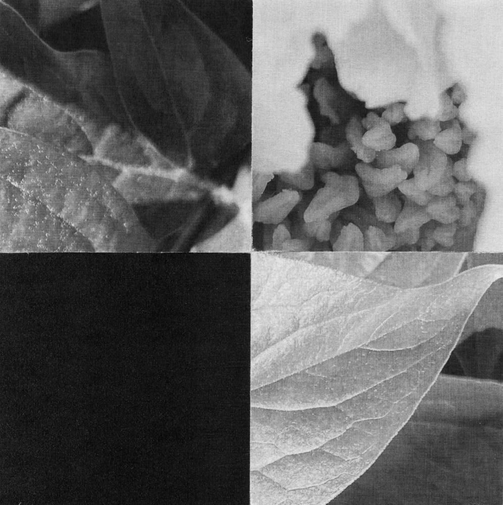 Four-tile black-and-white collage of a flower center, veined leaves and a dark textured square.