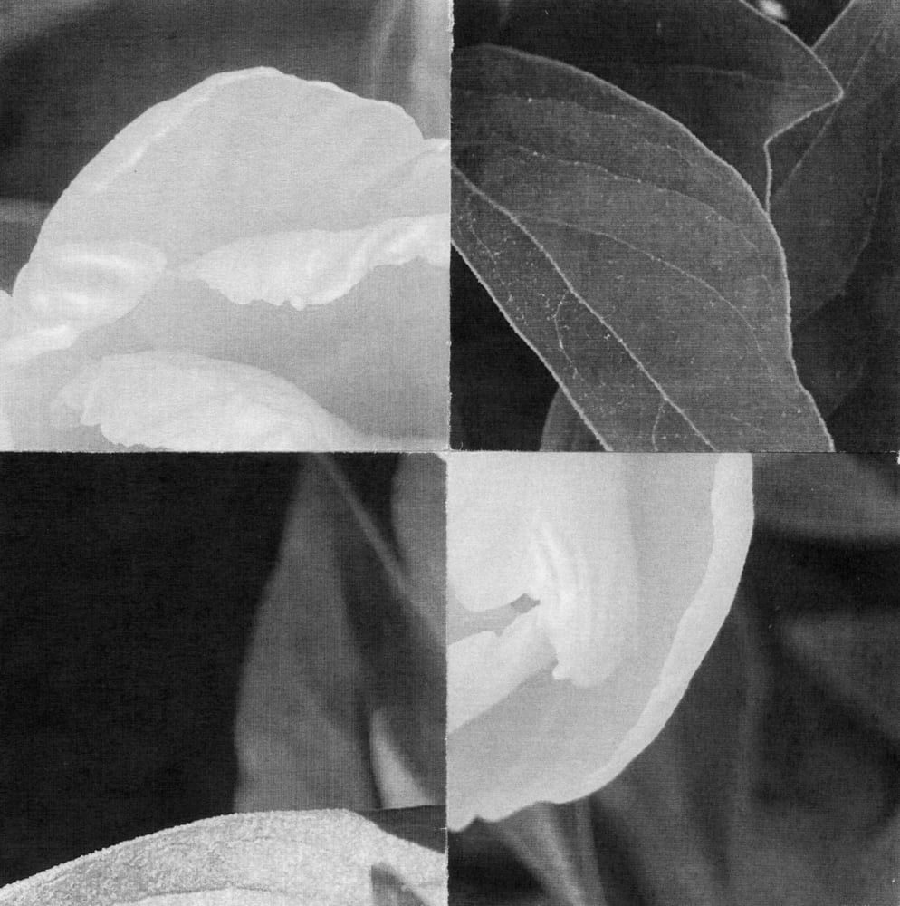 Four-tile black-and-white collage of pale flower petals and dark leaf textures.