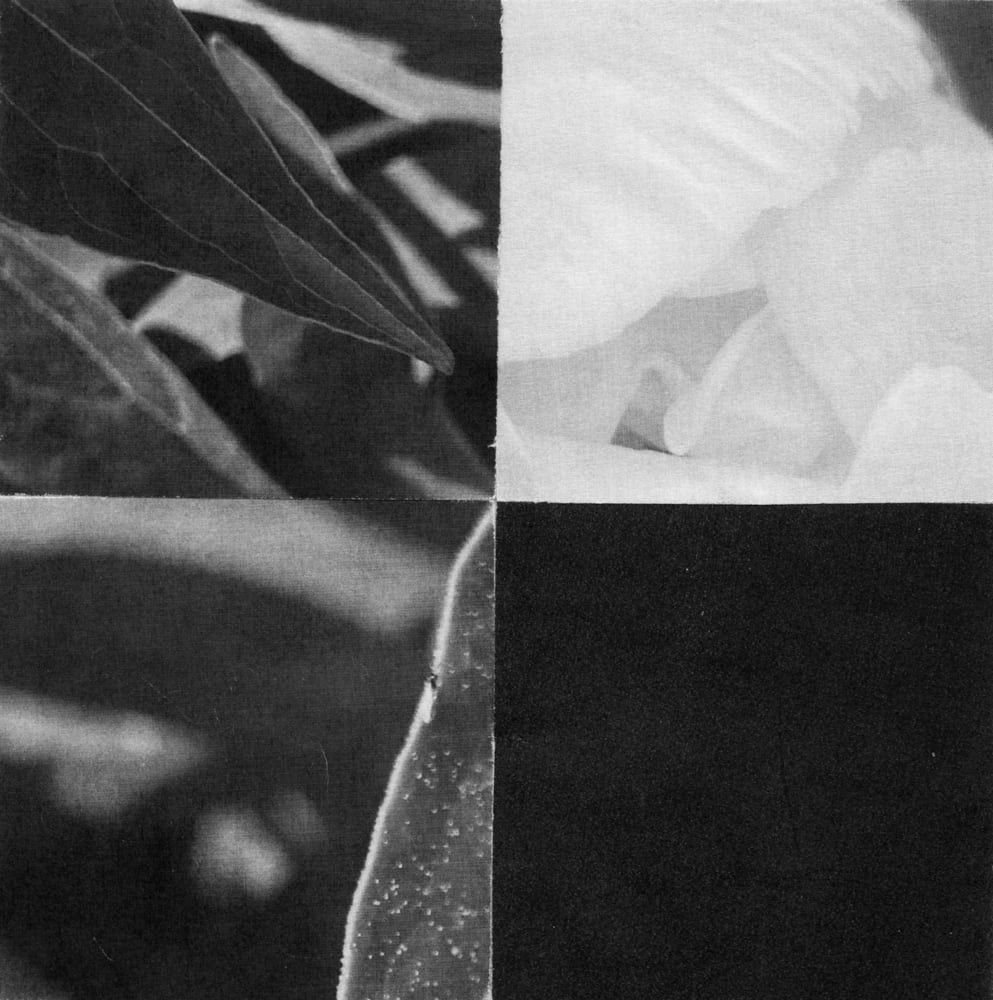 Four-tile black-and-white collage combining a pale petal, dark leaves and blurred photographic fragments.