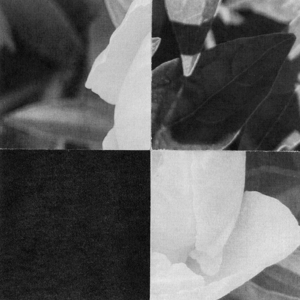 Four-tile black-and-white collage of pale flower petals, leaves and a dark square.
