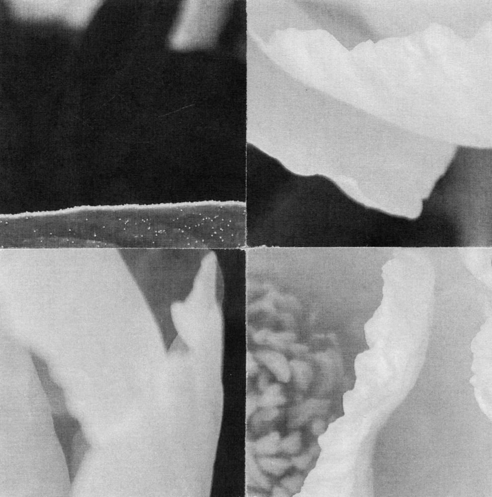 Four-tile black-and-white flower collage with pale petals and dark photographic fragments.