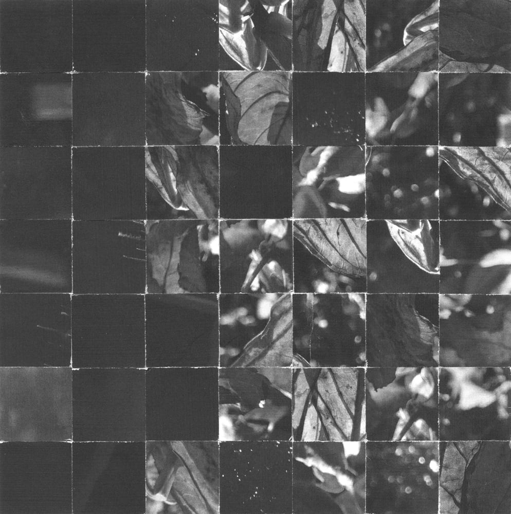 Square checkerboard collage assembled from black-and-white leaf and light textures.