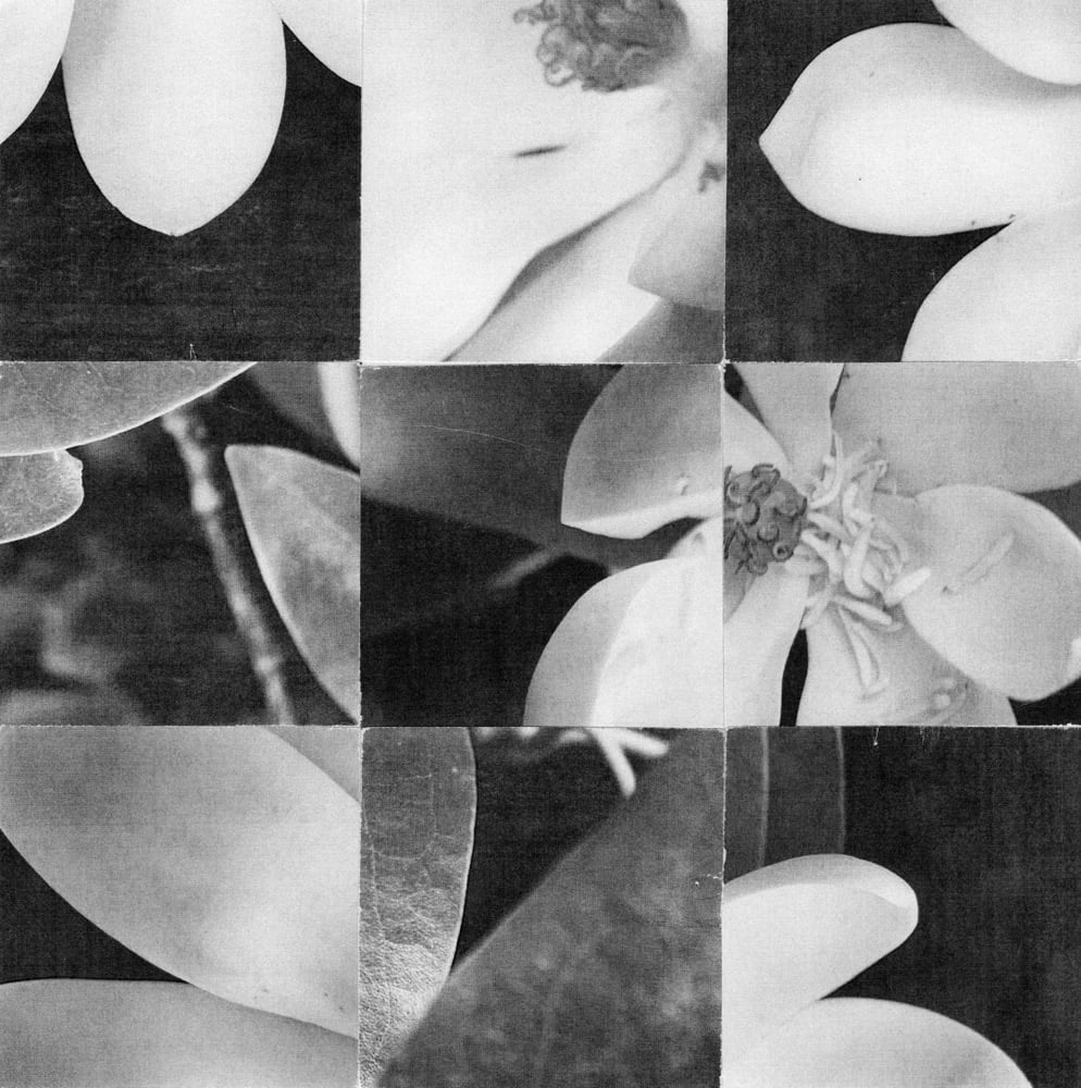Nine-tile black-and-white collage of pale flower petals and dark veined leaves.