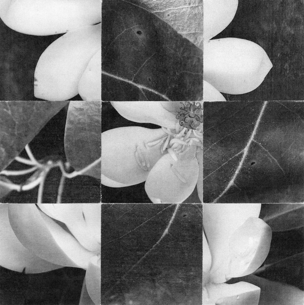 Nine-tile black-and-white collage of flower petals, leaves and dark textures.