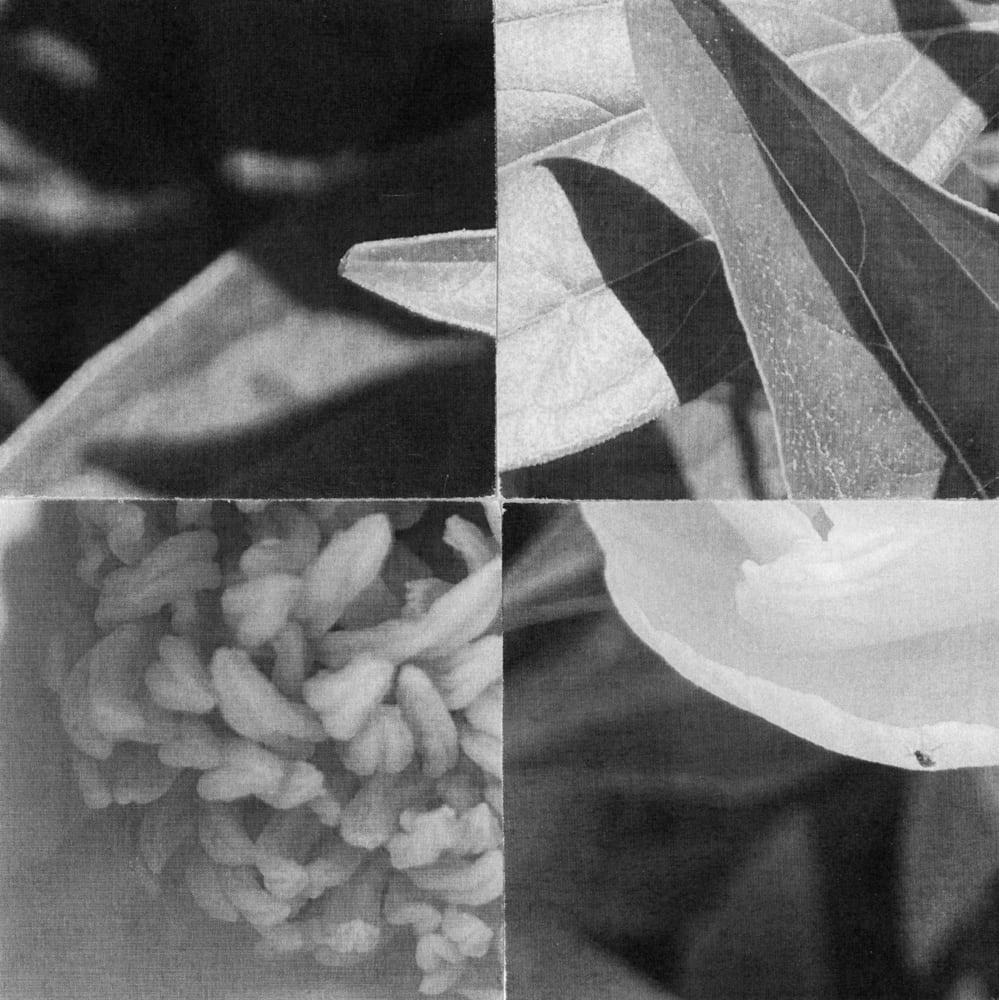 Four-tile black-and-white collage combining flower details and veined leaves.