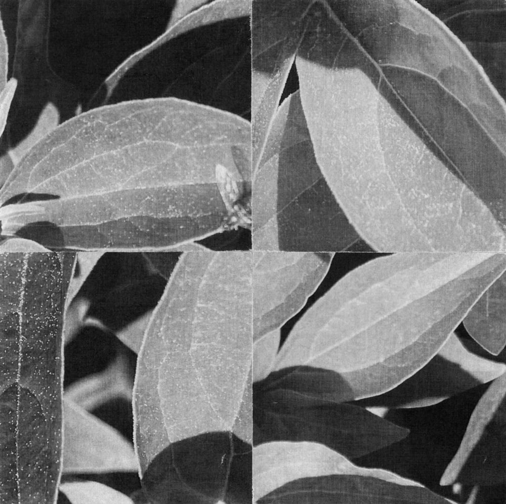 Nine-tile black-and-white collage of overlapping veined leaves.