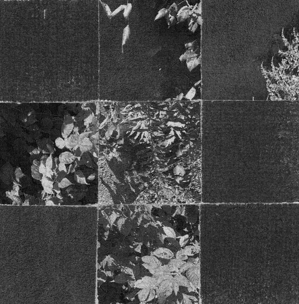 Nine-tile black-and-white collage alternating dark textured squares with leafy plant photographs.