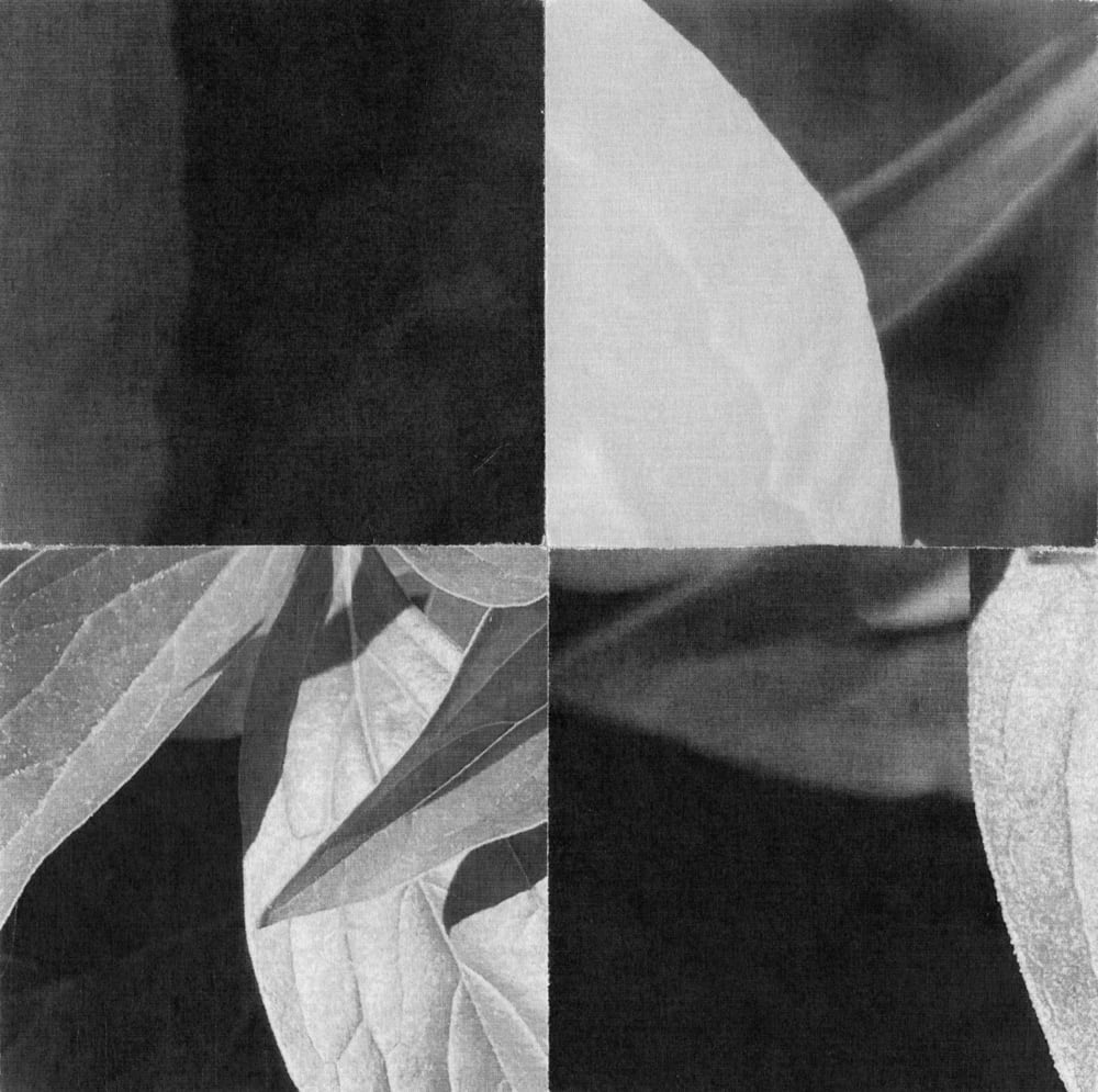 Four close-up leaf photographs arranged as a monochrome square collage.