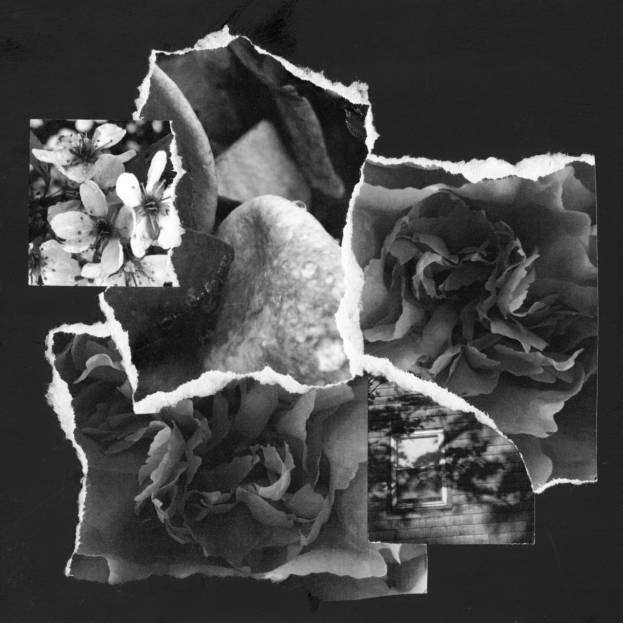 Black-and-white collage of flowers, a face fragment, and small photographic scenes with torn white paper edges.