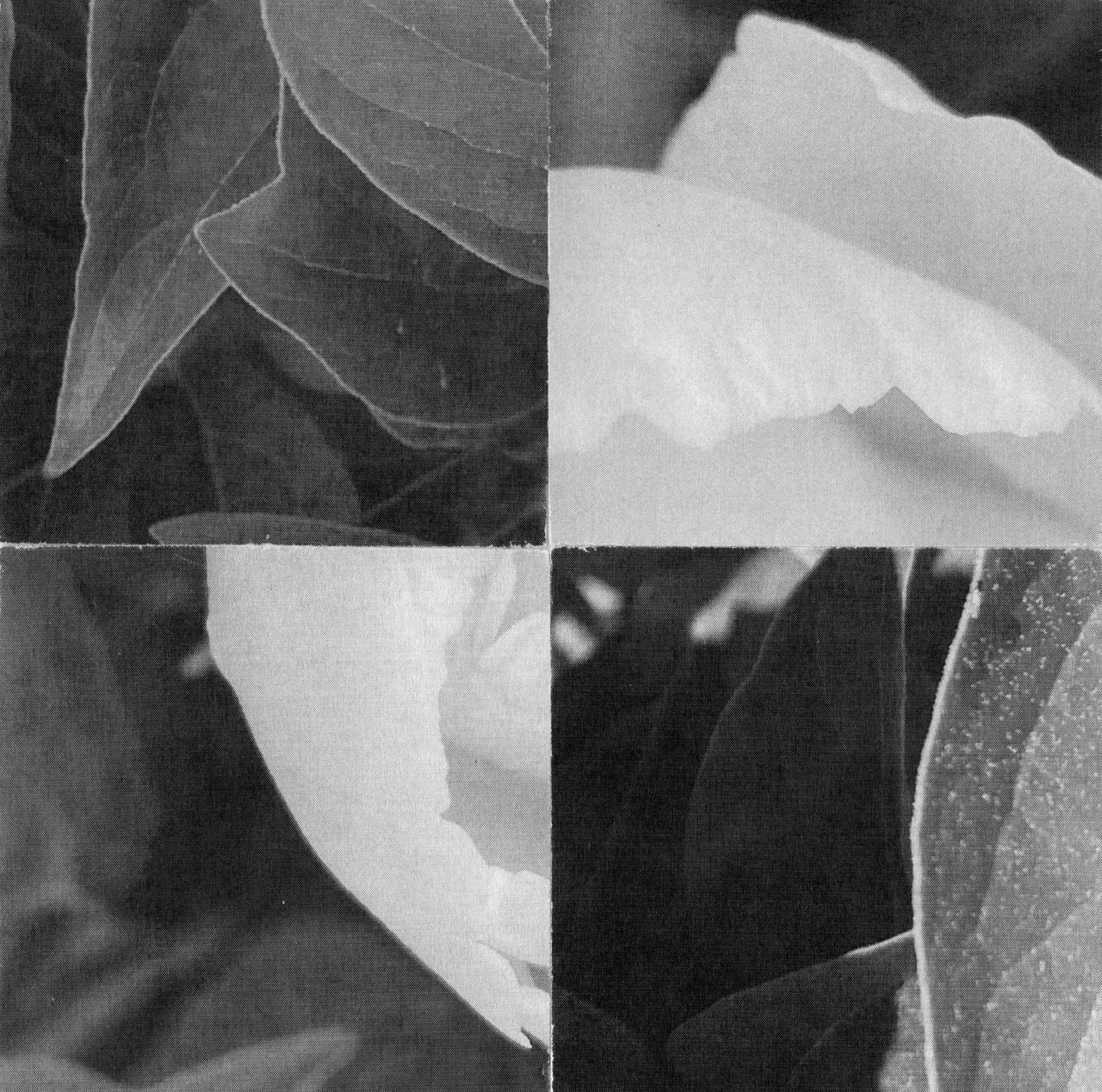Four cropped leaf photographs arranged in a square checkerboard of light and dark gray.